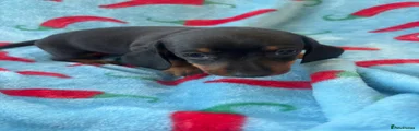 Dachshund 4