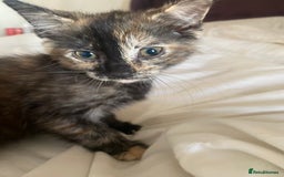 Mixed Breed cats for sale: Only 1 beautiful tortoiseshell girl left!❤️🐱 - Image 5