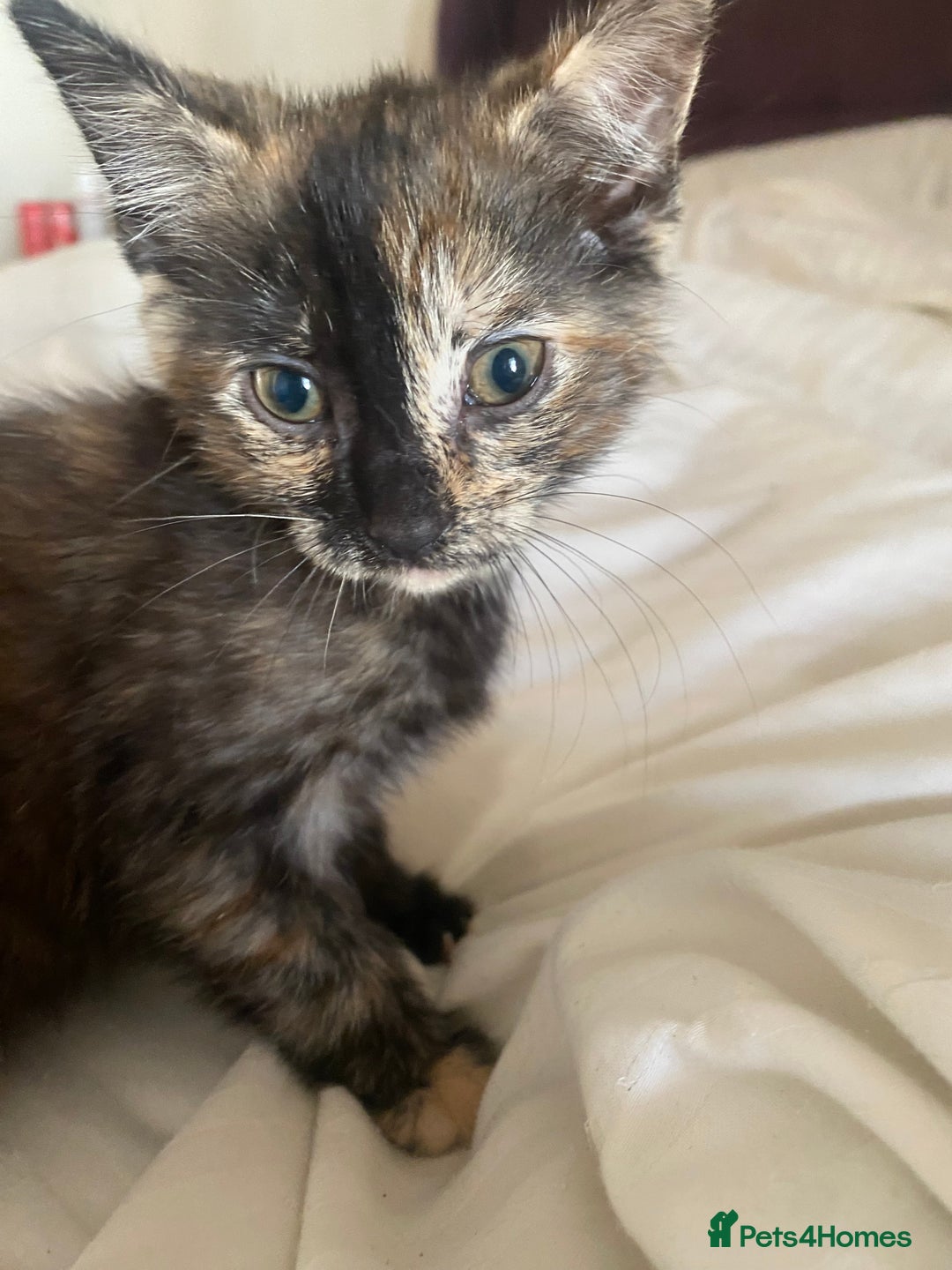Mixed Breed cats for sale: Only 1 beautiful tortoiseshell girl left!❤️🐱 - Image 5