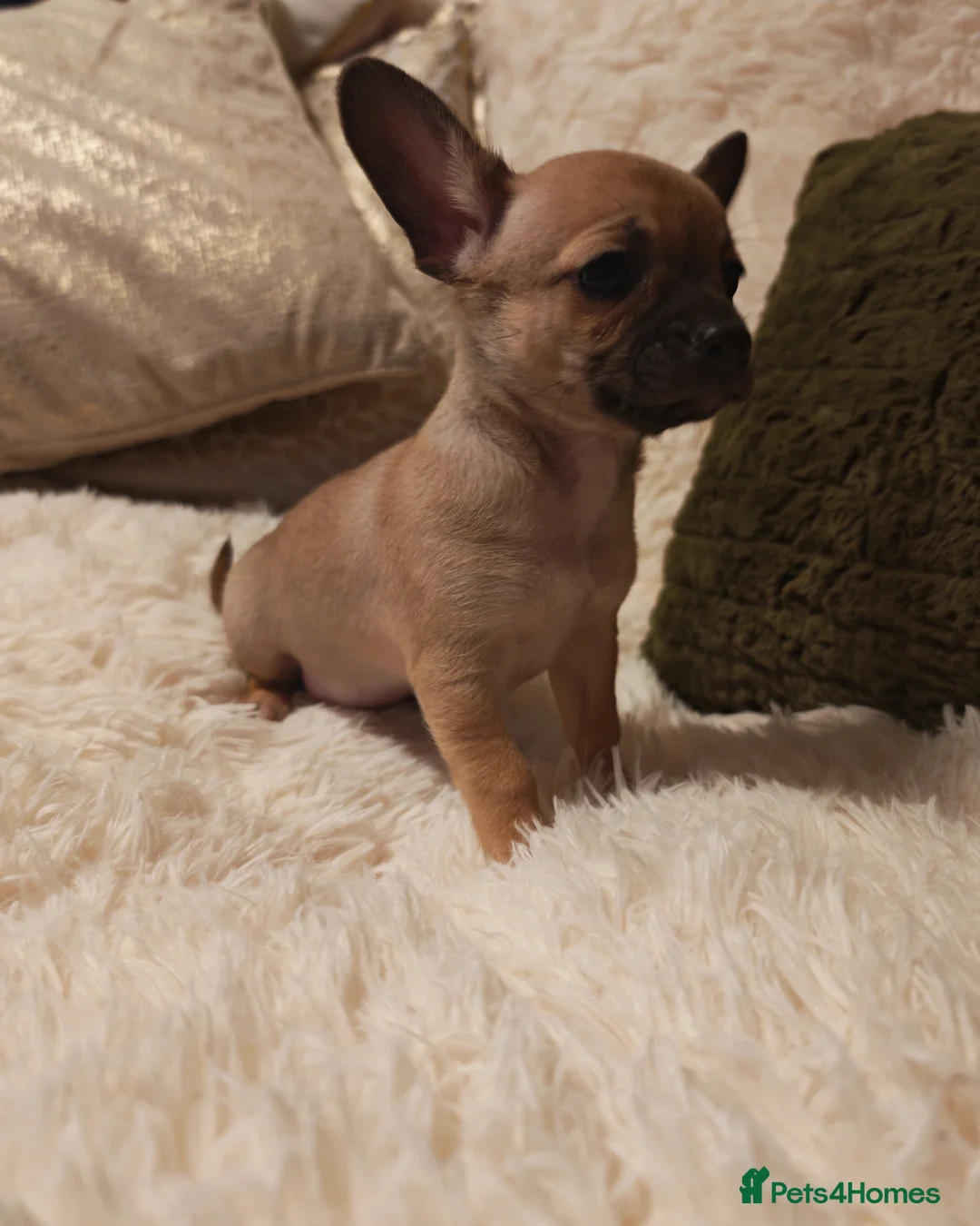 Chihuahua dogs for sale: Chihuahua full breed puppys - Advert 6