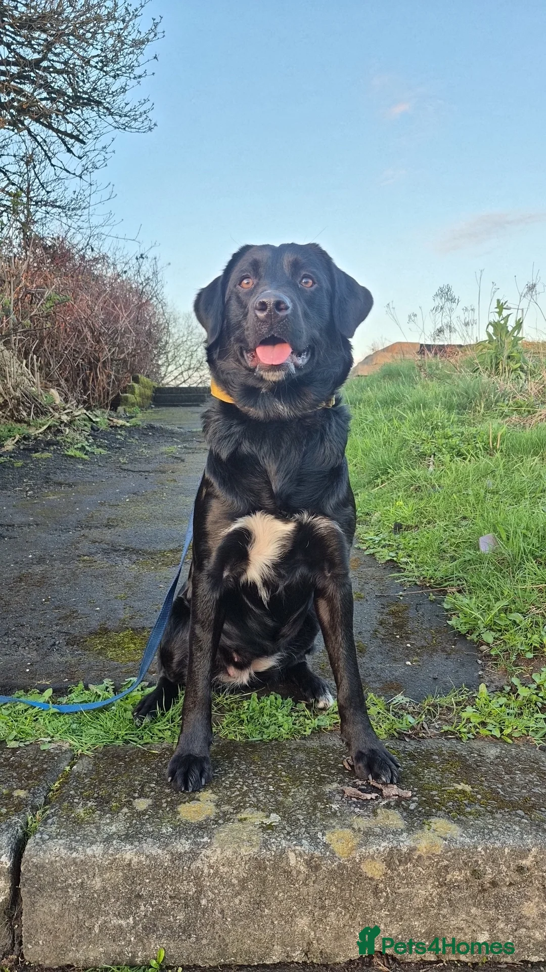 Mixed Breed dogs for sale: Active home needed  - Advert 2