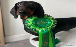 Dachshund dogs for sale: BEAUTIFUL STANDART DACHSHUNDS BABIES READY TO GO!  - Image 9