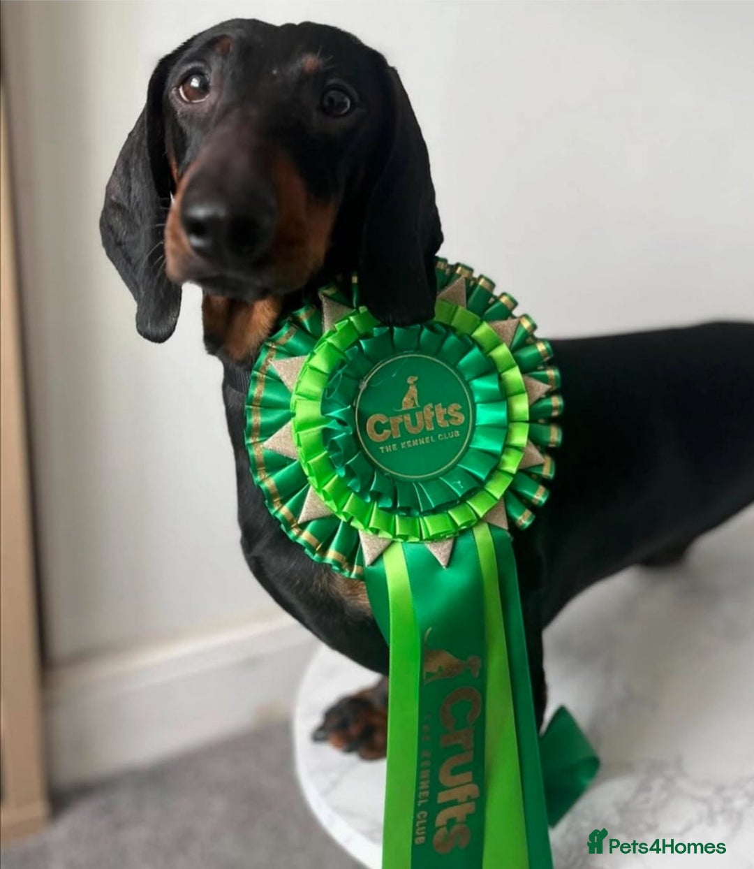 Dachshund dogs for sale: BEAUTIFUL STANDART DACHSHUNDS BABIES READY TO GO!  - Image 9