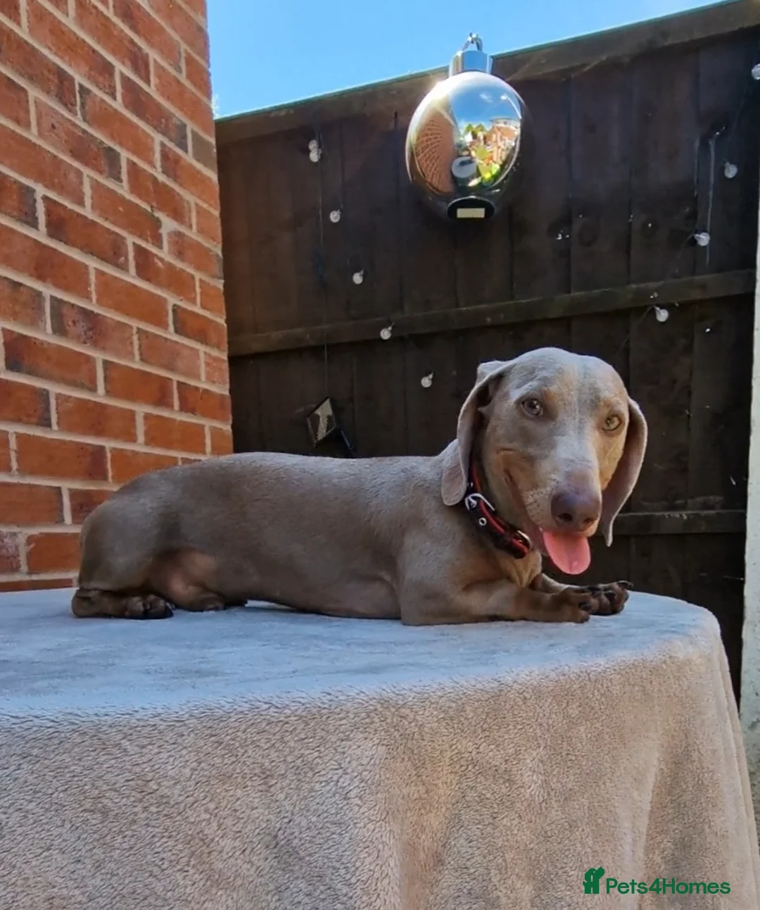 Miniature Dachshund dogs for stud: Romeo in Liverpool - Advert 11