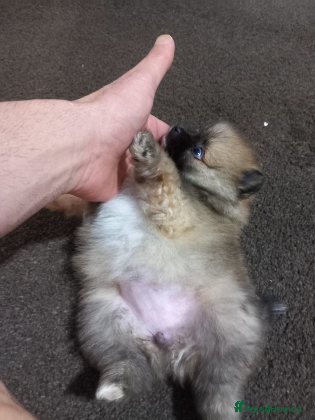 Pomeranian dogs for sale: Pomeranian puppy  - Advert 13