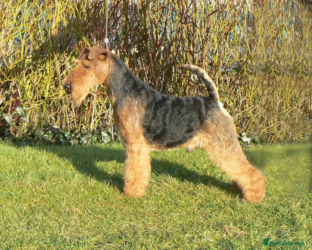 Welsh Terrier dogs for sale: Champion Lines KC Registered Welsh Terrier Puppies - Advert 7