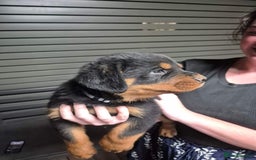 Rottweiler dogs for sale: ** Selling Fast ** Rottweiler Puppies - Image 3