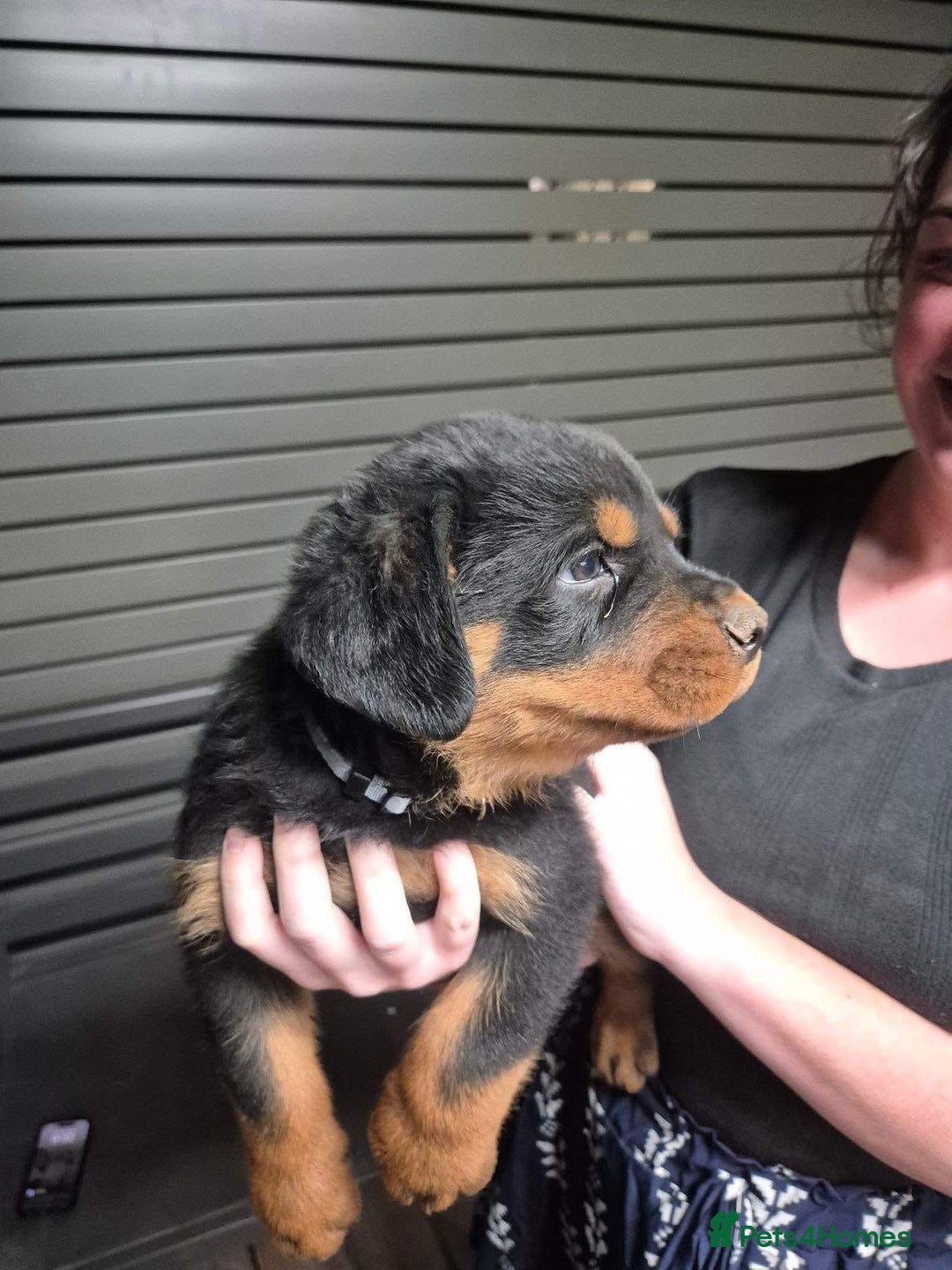 Rottweiler dogs for sale: ** Selling Fast ** Rottweiler Puppies - Image 3