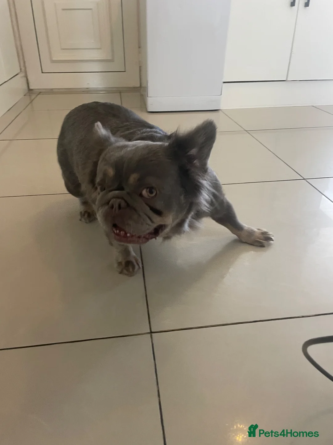 French Bulldog dogs for sale: Fluffy French bulldog  - Advert 2