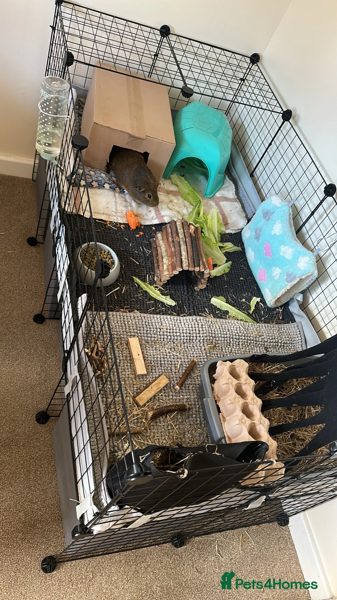 Guinea Pig rodents for sale: 2 male guinea pigs (brothers) in Swindon - Advert 2