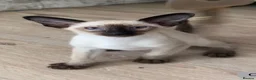 Oriental cats for sale: Male Chocolate point  - Advert 9