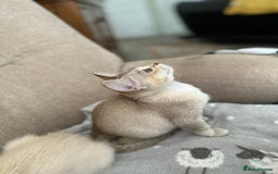 Asian cats for sale: GCCF reg Pedigree Kittens  - Image 7