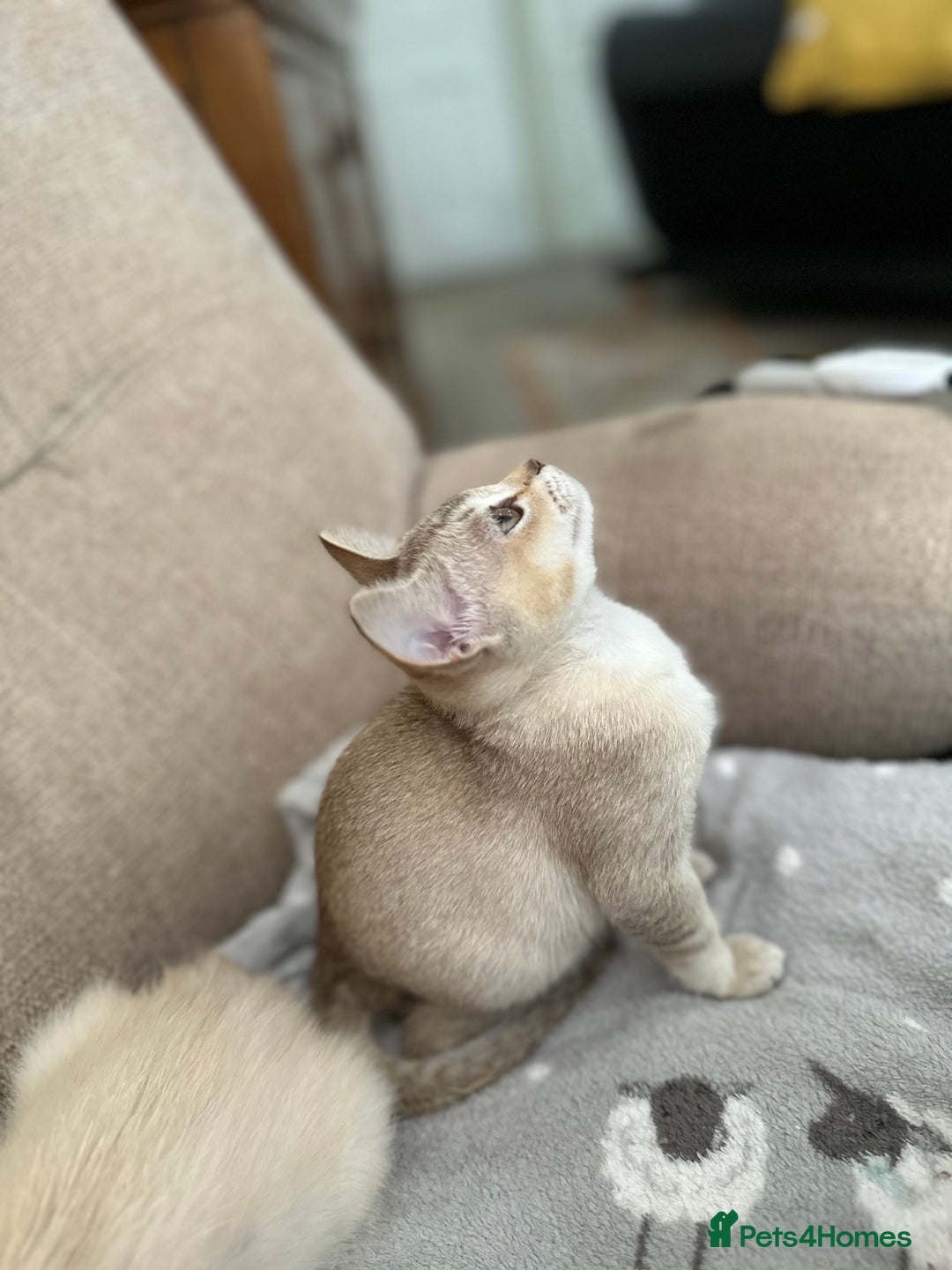 Asian cats for sale: GCCF reg Pedigree Kittens  - Image 7