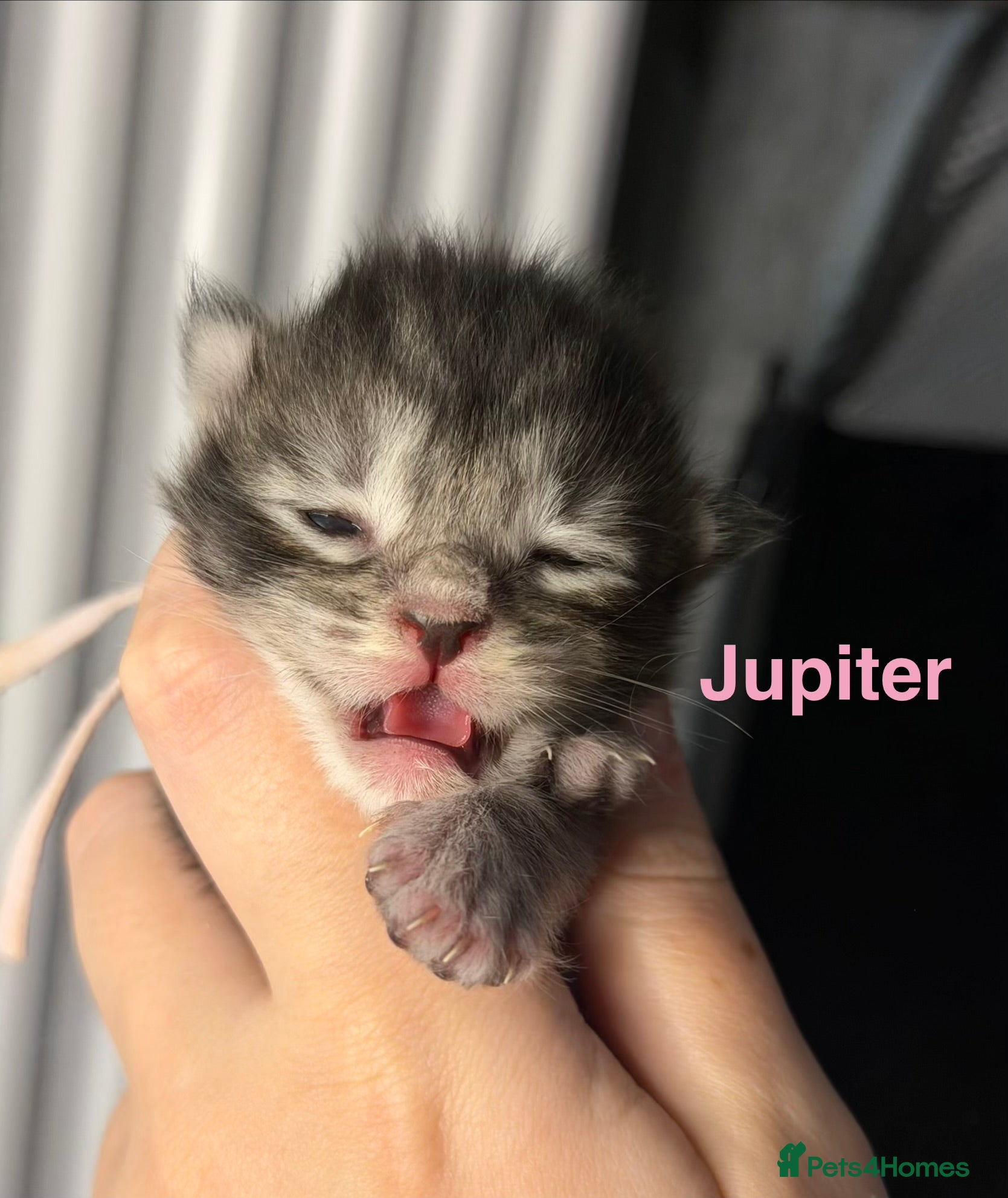 Maine Coon cats TICA Registered Maine Coon Kittens  - Advert 2