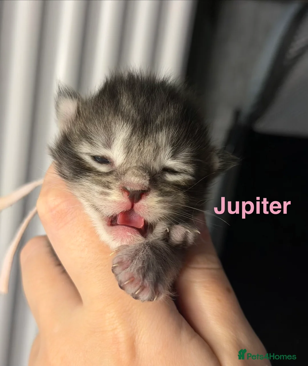 Maine Coon cats for sale: TICA Registered Maine Coon Kittens  - Advert 1