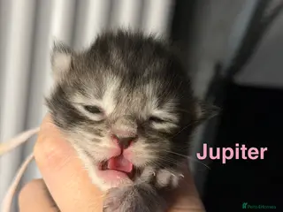 Maine Coon cats TICA Registered Maine Coon Kittens - Advert 2