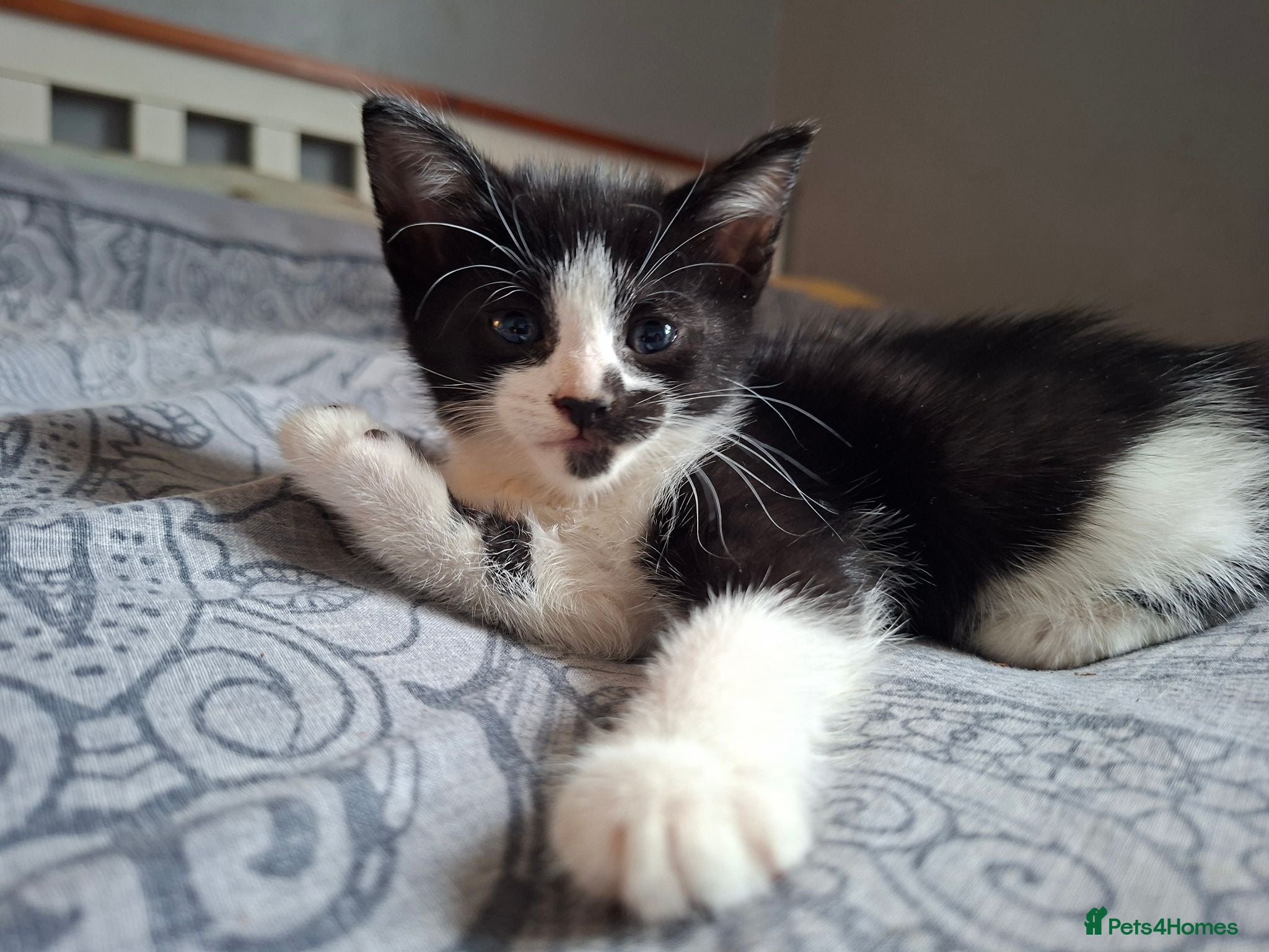 Mixed Breed cats 3 kittens left!  - Advert 1