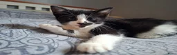 Mixed Breed cats for sale: 3 kittens left!  - Advert 1