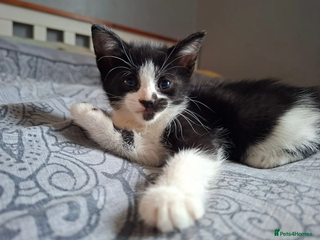 Mixed Breed cats for sale: 3 kittens left!  - Advert 1