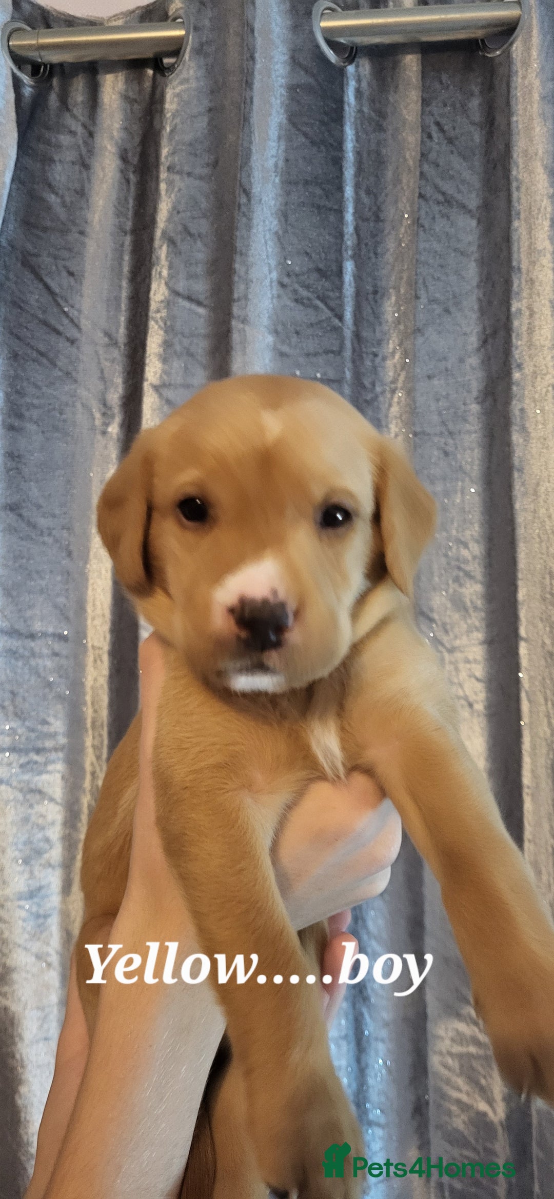 Labrador Retriever dogs for sale: KC LABRADORS - Image 12