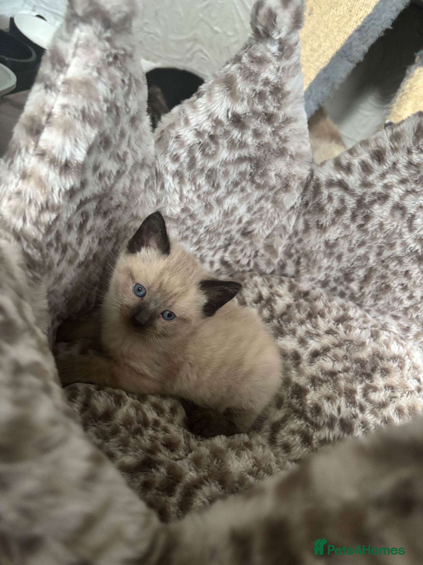 Mixed Breed cats 4 Fluffy Siamese kittens  - Advert 18