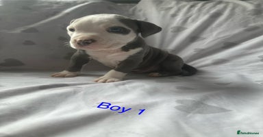 Mixed Breed dogs - Advert 3