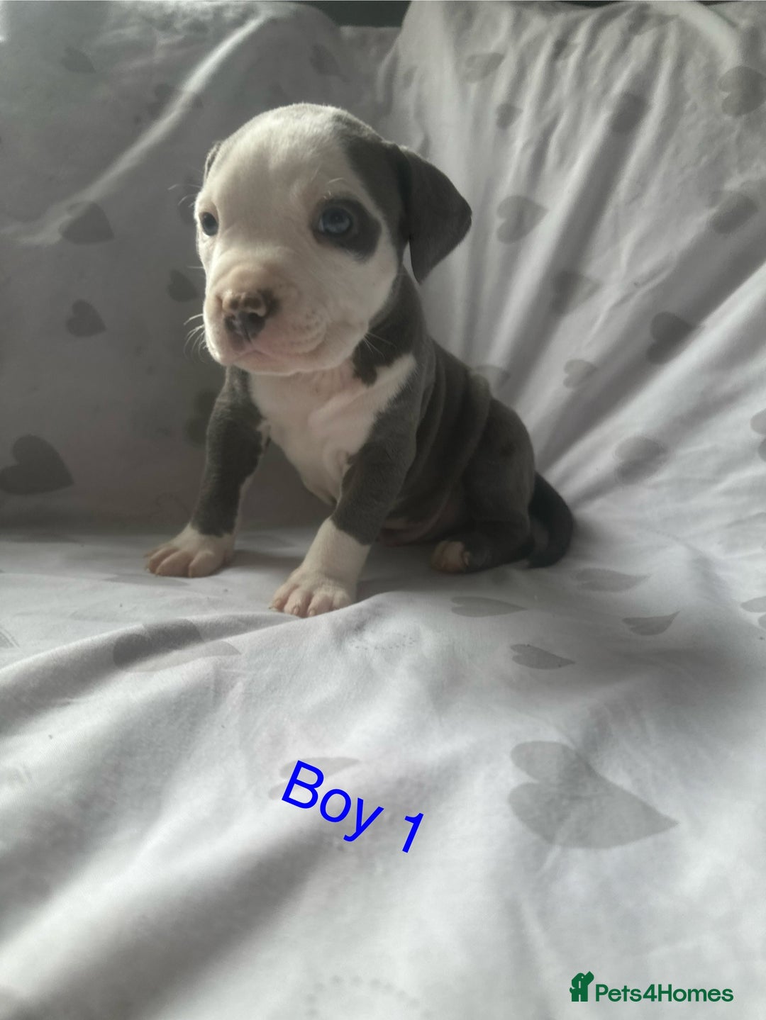 Mixed Breed dogs for sale: Beautiful staffie cross bullmastiff puppies  - Image 2