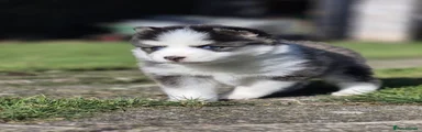 Scar