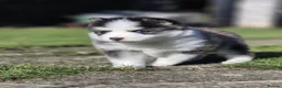 Pomsky dogs for sale: Beautiful F3 Pomsky Puppies - Advert 18