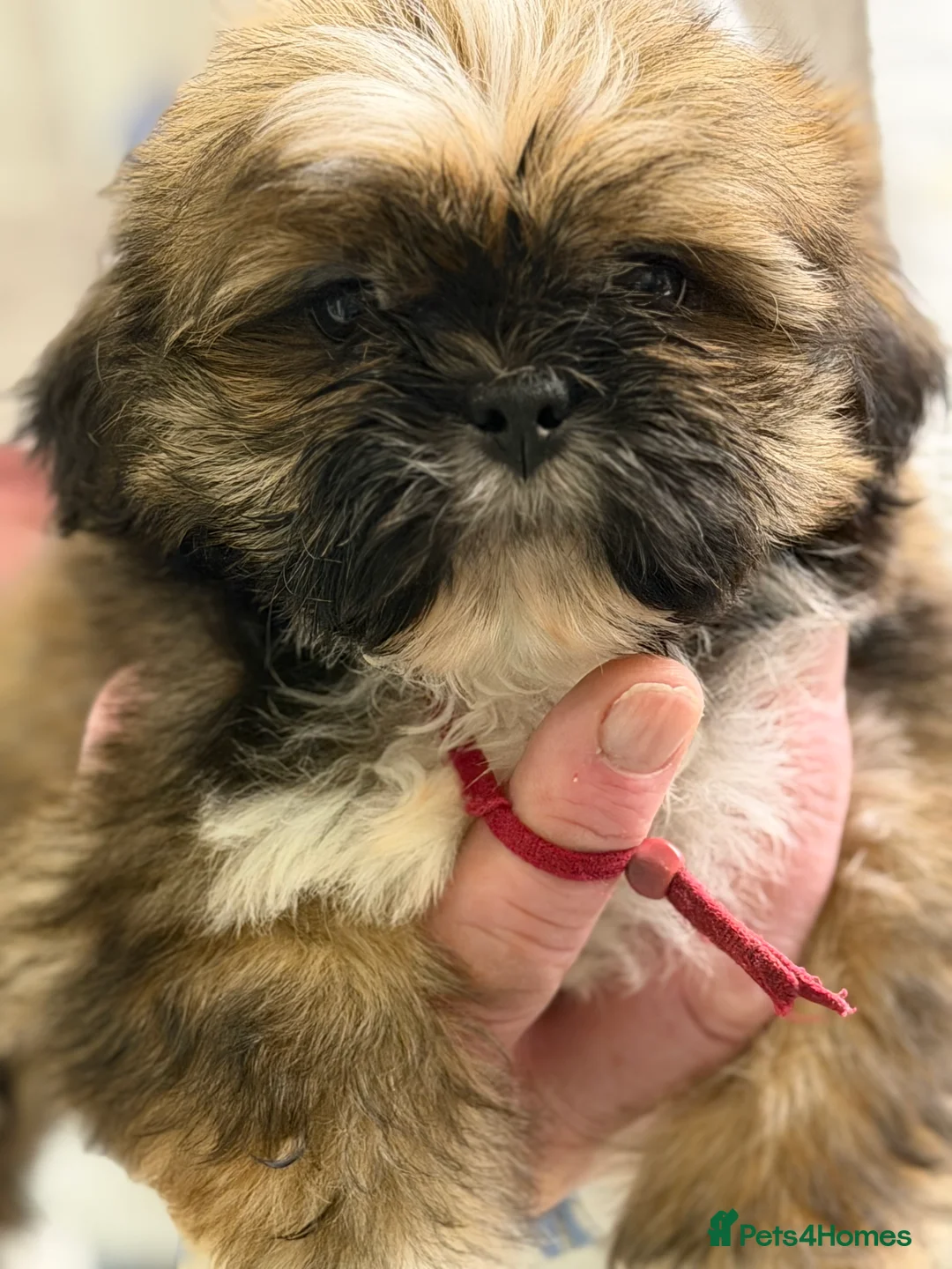 Lhasa Apso dogs for sale: Lhasa Apso male Puppies - Advert 2