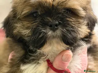 Lhasa Apso dogs Lhasa Apso male Puppies - Advert 2