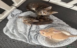 Maine Coon cats for sale: Beautiful Maine Coon Cross Kittens  - Image 32