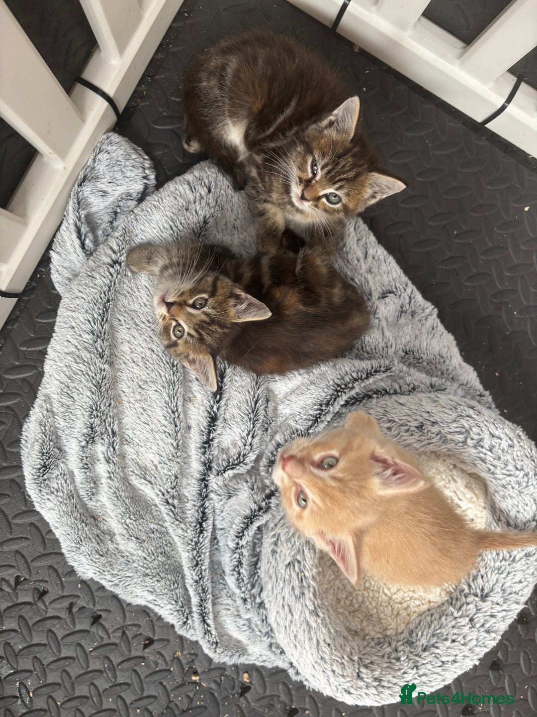 Maine Coon cats for sale: Beautiful Maine Coon Cross Kittens  - Image 32