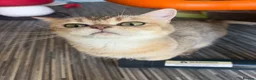 British Shorthair cats for sale: 🐾 Beautiful British Shorthair – 2 Years Old 🐾 - Advert 4