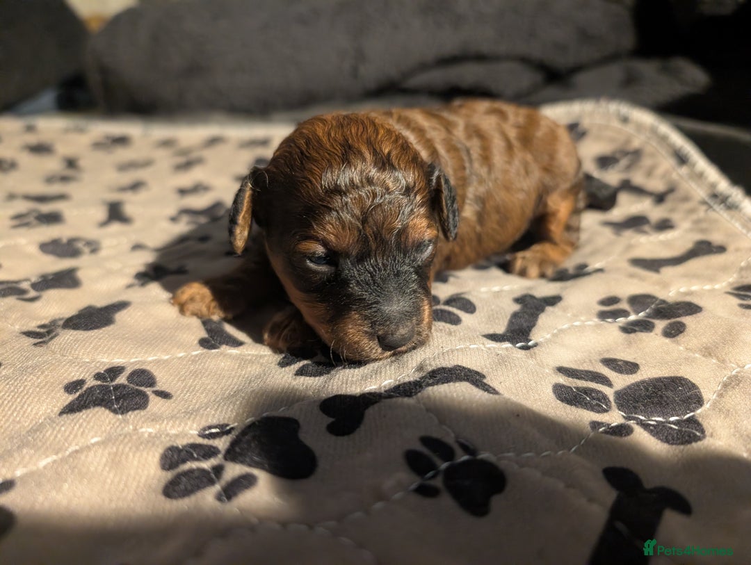 Cavapoo dogs for sale: One gorgeous cavapoo brown boy left ❤️ - Advert 4