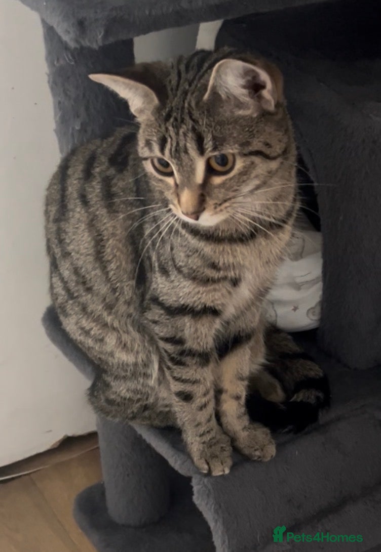Bengal cats Luna is looking for a loving forever home  - Advert 1