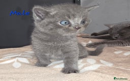 British Shorthair cats for sale: Kittens - Image 2