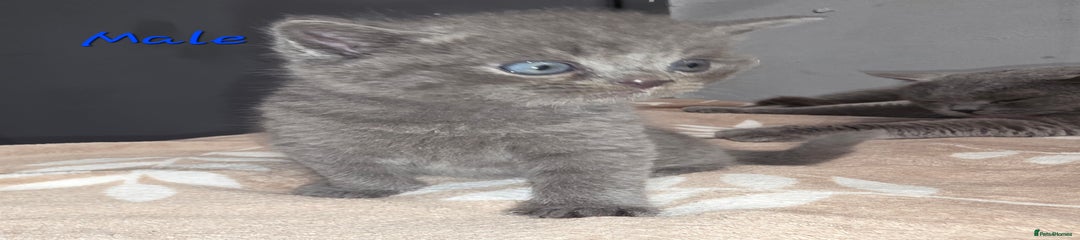 British Shorthair Kitten 1