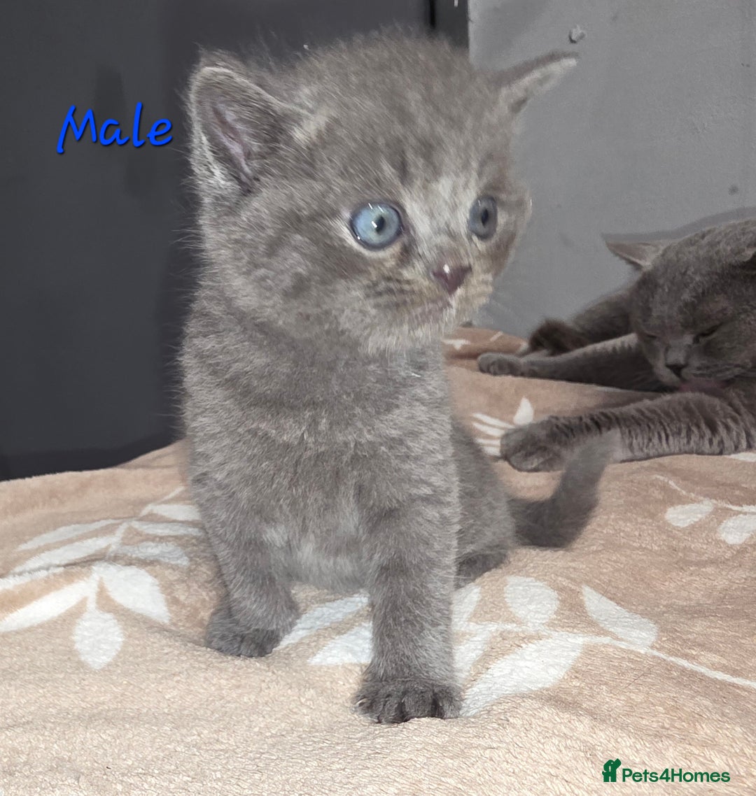 British Shorthair cats for sale: Kittens - Image 2