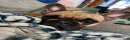French Bulldog dogs for sale: Coco - French Buldog  - Advert 4
