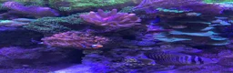 Goldfish fish for sale: reef marine fish tank  - Advert 31