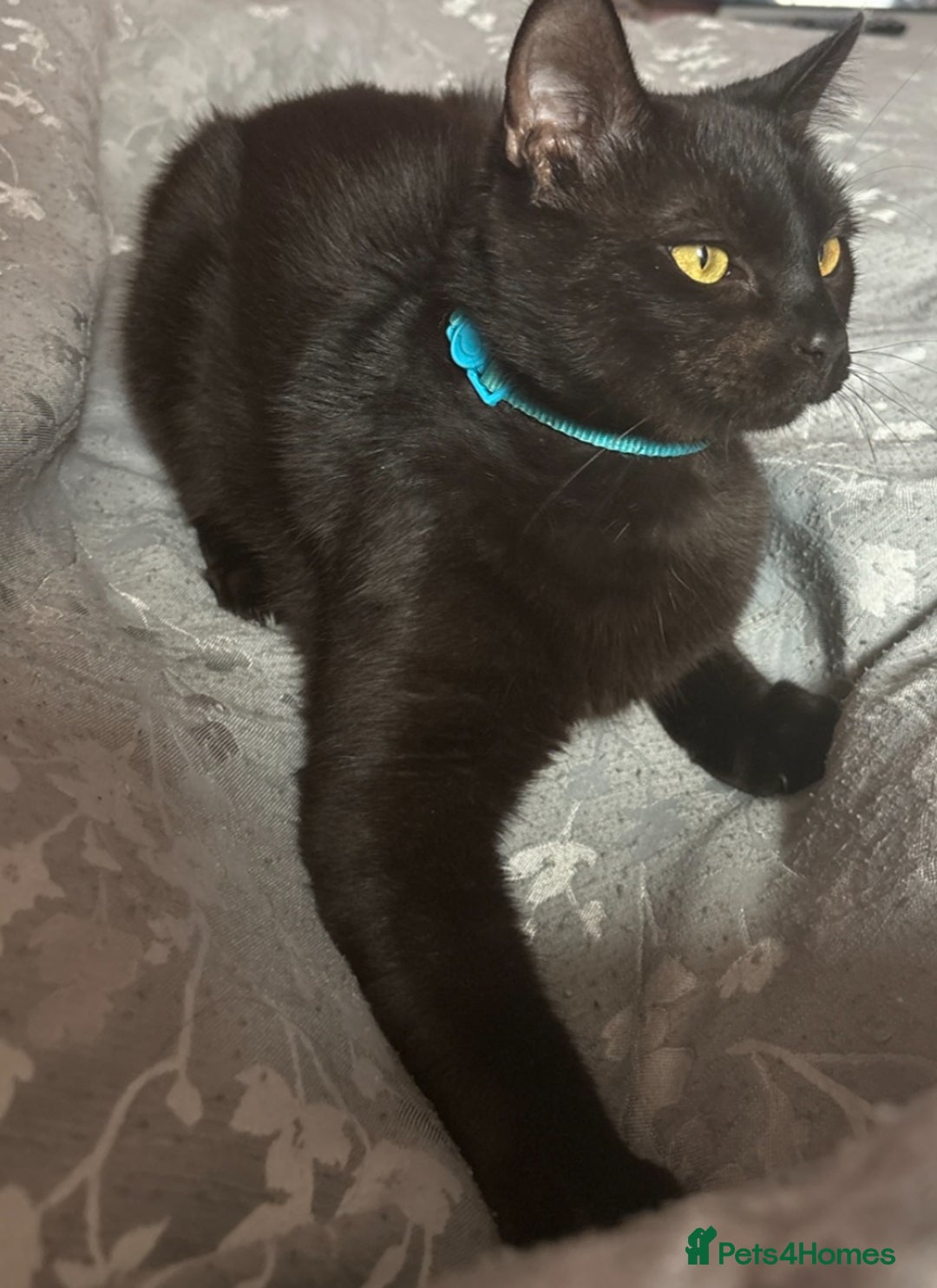 Mixed Breed cats for sale: British shorthair x Russian blue  - Image 2