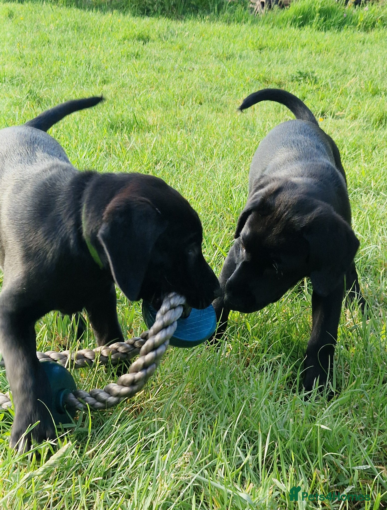 Labrador Retriever dogs Gorgeous black labrador boys. - Advert 1