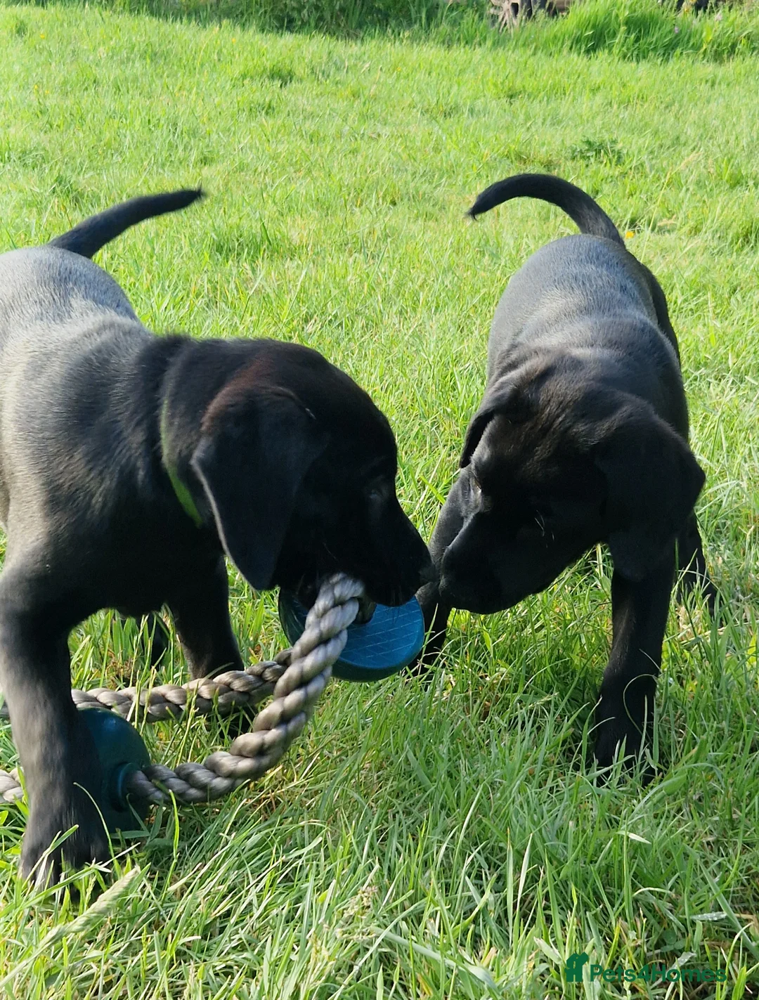 Labrador Retriever dogs for sale: Gorgeous black labrador boys. in Burton-on-Trent - Advert 1