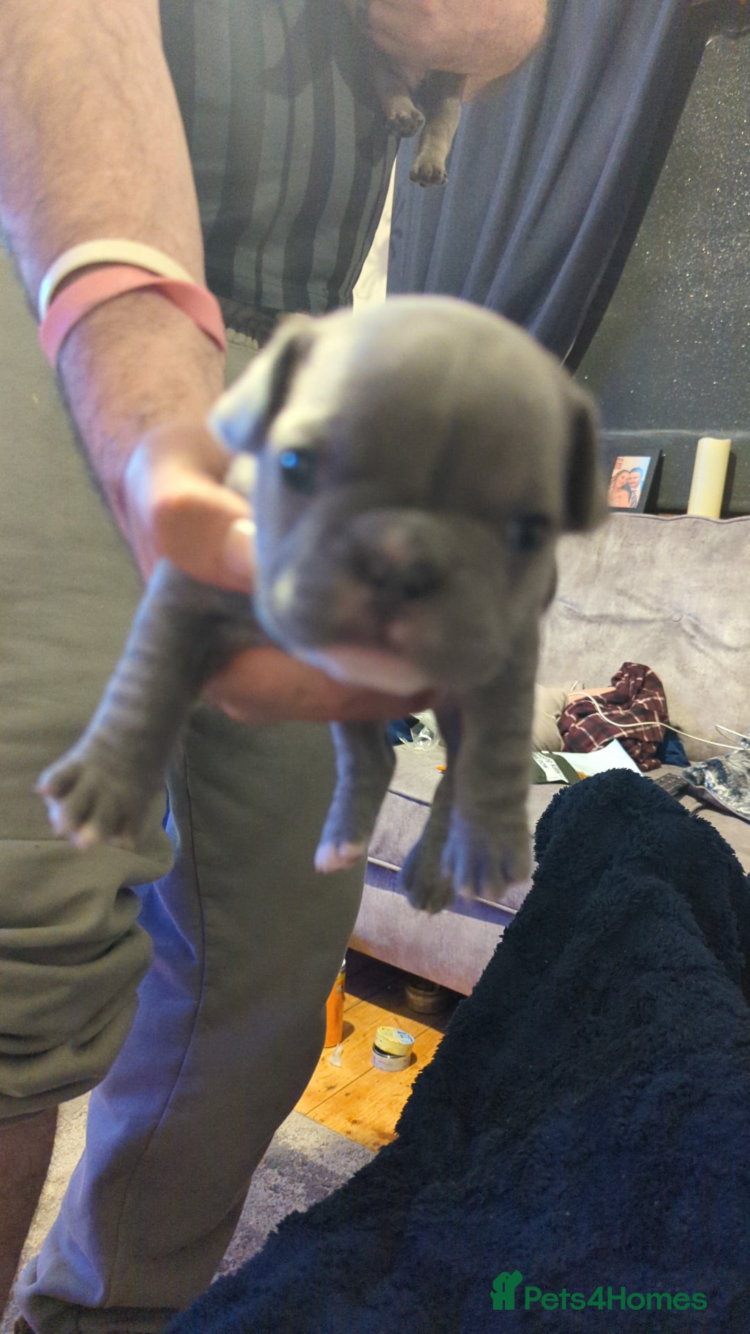 French Bulldog dogs for sale:  🐶 Adorable French Bulldog Puppies December! 🐶 - Image 8