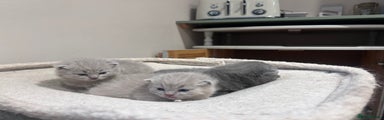 British Shorthair Kitten 3