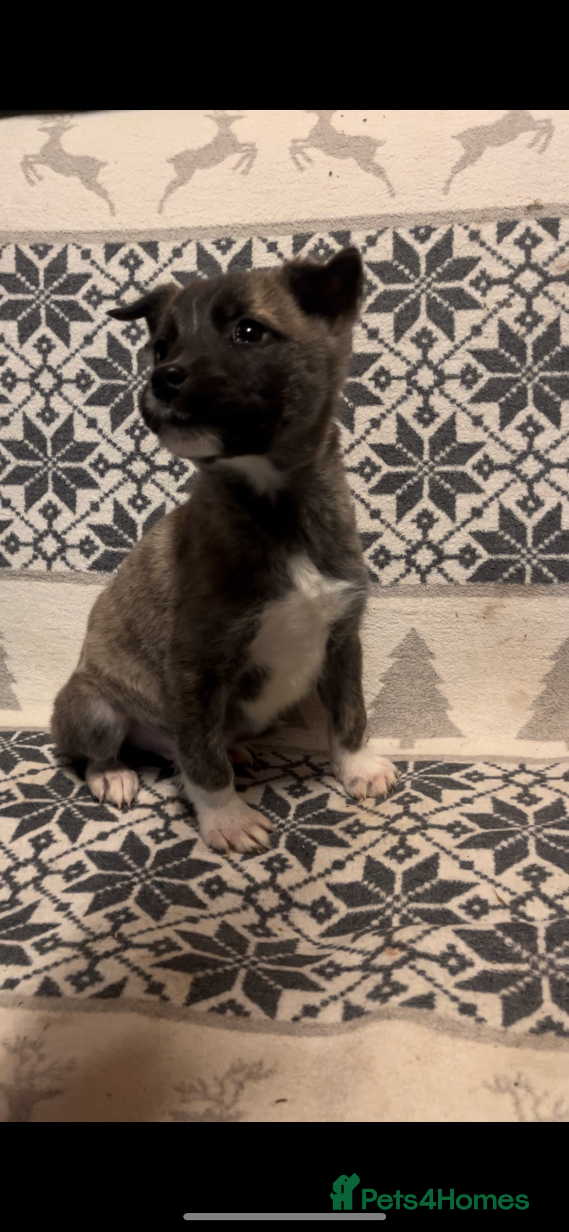 Huskita dogs One little boy left Stunning little huski pups  - Advert 3