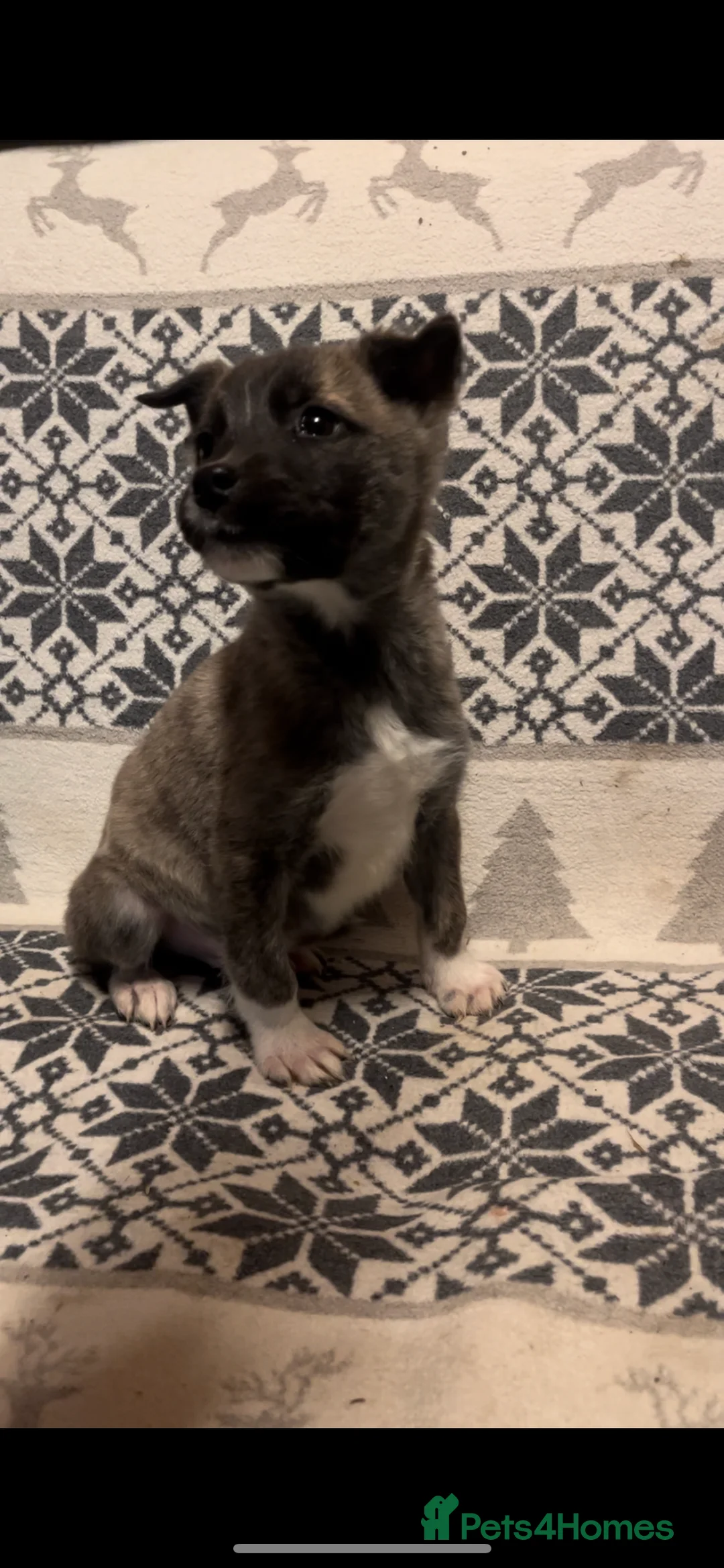 Huskita dogs for sale: One little boy left Stunning little huski pups  - Advert 1