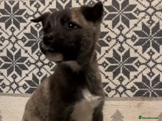 Huskita dogs One little boy left Stunning little huski pups - Advert 3