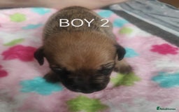 Mixed Breed dogs for sale: Lab x staff pups  - Image 17